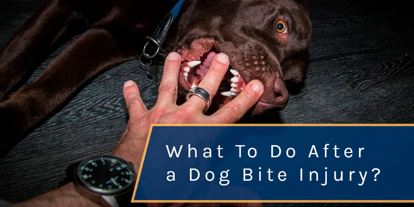 Qué hacer después de una mordedura de perro?  Abogados con experiencia en  mordeduras de perro